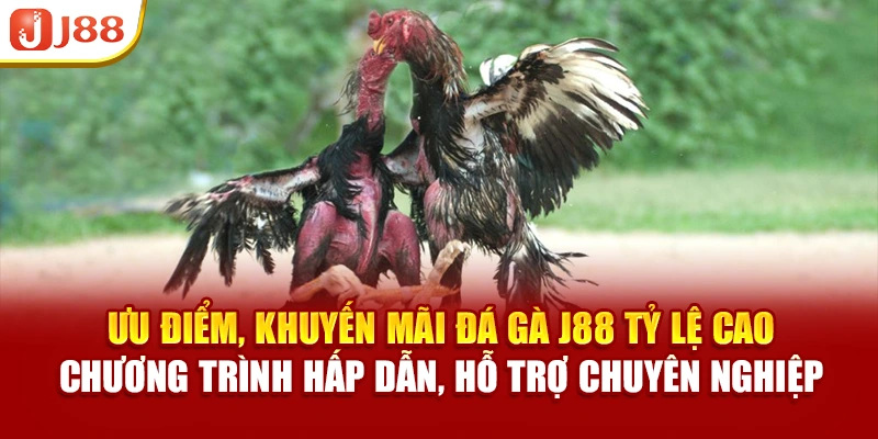 Các giải đấu đá gà J88 thu hút đông đảo người tham gia với phần thưởng giá trị