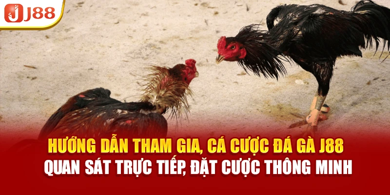 Hệ thống livestream trực tiếp tại đá gà J88 giúp người chơi quan sát rõ từng pha đấu của chiến kê