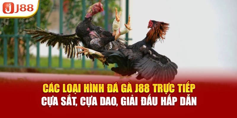 Không gian thi đấu sinh động tại sảnh đá gà J88 giúp người chơi theo dõi dễ dàng và chân thực